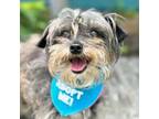 Adopt Bo Peep a Terrier