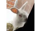 Adopt Bugatti a Bunny Rabbit