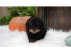 Cavapoo Puppy for sale in Springfield, MO, USA