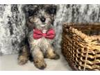 Mutt Puppy for sale in Charlotte, NC, USA