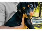 Rottweiler Puppy for sale in South Bend, IN, USA