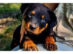 Rottweiler Puppy for sale in South Bend, IN, USA