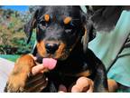 Rottweiler Puppy for sale in South Bend, IN, USA