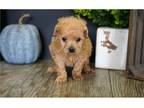 Cavapoo Puppy for sale in Springfield, MO, USA