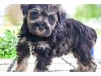 Schnauzer (Miniature) Puppy for sale in South Bend, IN, USA