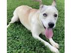 Adopt Vanesa a Siberian Husky, Pit Bull Terrier