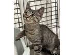 Adopt Jersey a Domestic Short Hair