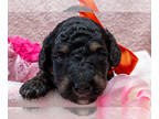 Bernedoodle (Miniature) PUPPY FOR SALE ADN-811591 - Black Phantom Mini Multi gen