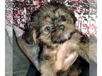 Shorkie Tzu-Yorkshire Terrier Mix PUPPY FOR SALE ADN-811689 - Litter of shorkies