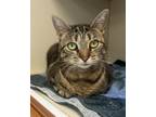 Adopt Addie a Domestic Short Hair