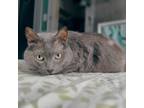 Adopt Sugar a Domestic Short Hair