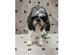 Adopt Gem a Shih Tzu, Bichon Frise