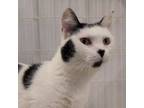 Adopt Mai a Domestic Short Hair