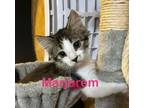 Adopt Marjorem a Domestic Medium Hair