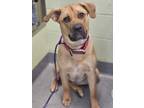 Adopt Tyla a Rottweiler, Mixed Breed