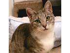 Adopt Flower a Domestic Short Hair