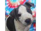 Adopt Kalalea a Hound, American Staffordshire Terrier