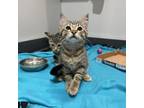 Adopt Mimosa a Domestic Short Hair