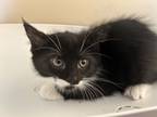 Adopt Star a American Shorthair