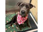 Adopt Charlotte a Labrador Retriever, Mixed Breed