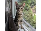 Adopt Linus CHIP (Zecca/Petco Kitten 2) a Domestic Short Hair