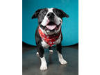 Adopt Mumble a Pit Bull Terrier, Mixed Breed