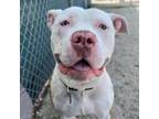 Adopt Sinatra a Pit Bull Terrier, Mixed Breed