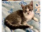 Adopt Toonces a Domestic Medium Hair