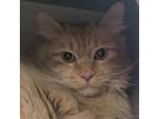 Adopt Thomas a Domestic Medium Hair