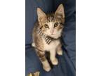 Adopt Bolt a Domestic Short Hair