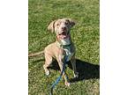 Rome, American Pit Bull Terrier For Adoption In Lagrange, Indiana