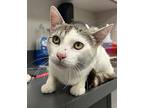 Snowball, Domestic Shorthair For Adoption In Sheboygan, Wisconsin