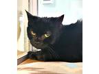 C24-24 Henrietta, Domestic Shorthair For Adoption In Columbia, Pennsylvania