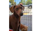 Sam, Miniature Pinscher For Adoption In Fresno, California