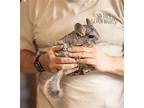 Penelope, Chinchilla For Adoption In Sunnyvale, California