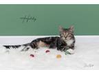 Adopt Holiday a Domestic Short Hair