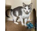 Adopt Finley a Domestic Short Hair