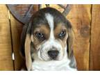 Beagle Puppy for sale in Jonesboro, AR, USA