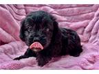 Mutt Puppy for sale in Tulsa, OK, USA