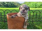 Bulldog Puppy for sale in Springfield, MO, USA