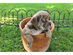 Bulldog Puppy for sale in Springfield, MO, USA