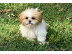 Shih Tzu Puppy for sale in Columbia, MO, USA