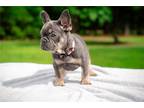 French Bulldog Puppy for sale in Hinesville, GA, USA