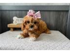 Cavapoo Puppy for sale in South Bend, IN, USA