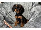 Cavalier King Charles Spaniel Puppy for sale in Springfield, MO, USA