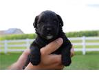 Portuguese Water Dog Puppy for sale in South Bend, IN, USA