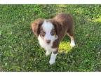 Miniature Australian Shepherd Puppy for sale in Columbia, MO, USA