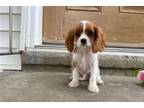 Cavalier King Charles Spaniel Puppy for sale in Fort Wayne, IN, USA