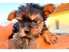 Yorkshire Terrier Puppy for sale in Dayton, OH, USA