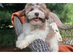 Havanese Puppy for sale in South Bend, IN, USA